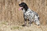 SETTER ANGLAIS 063